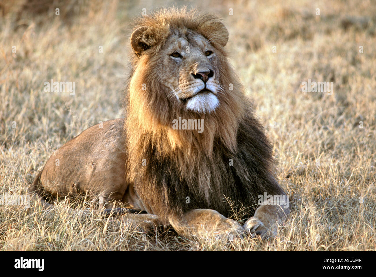 Portrait of a male lion (Panthera Leo) in the Masai Mara Game Reserve ...