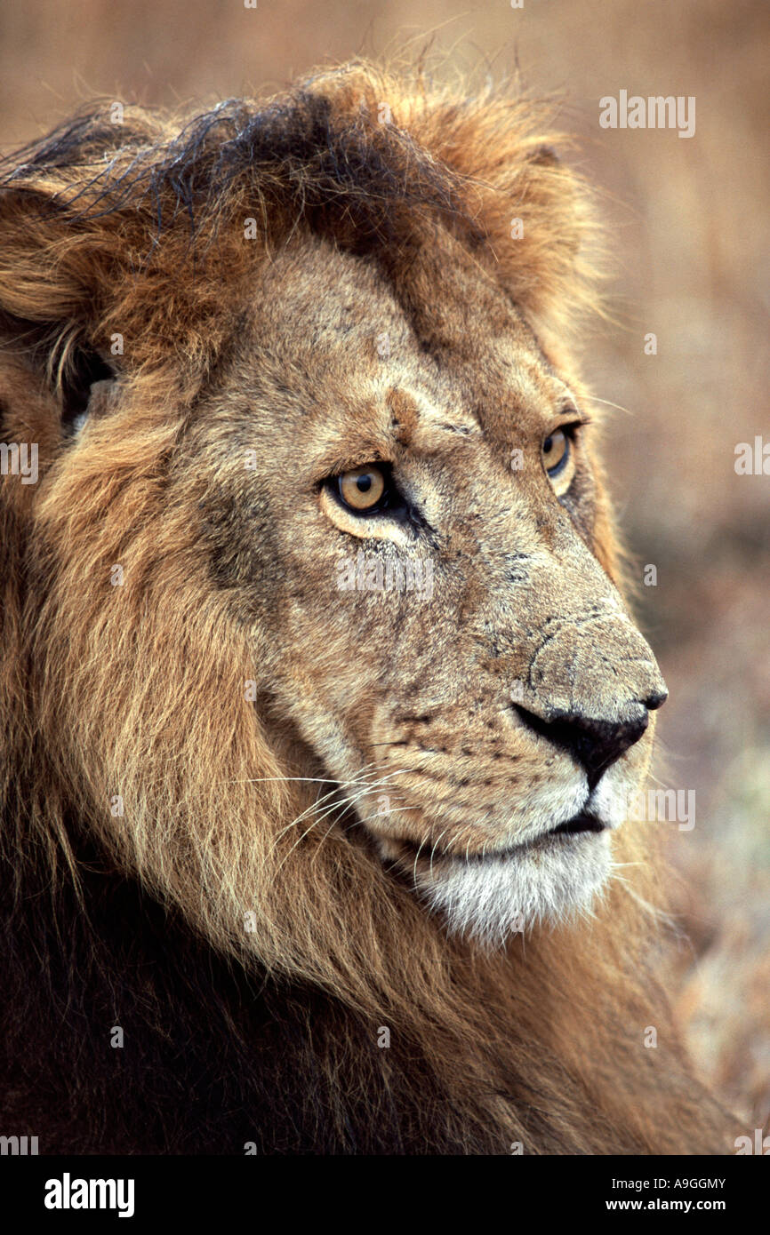 Lion wildlife portrait africa hi-res stock photography and images - Alamy