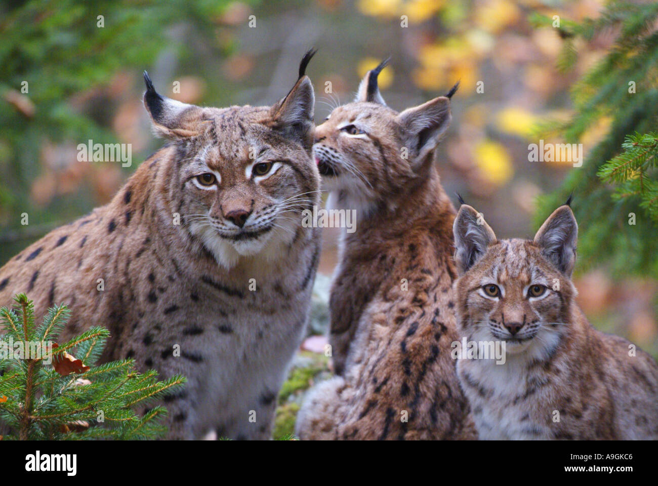 Eurasian lynx (Lynx lynx), mother with two youngs, animal family Stock