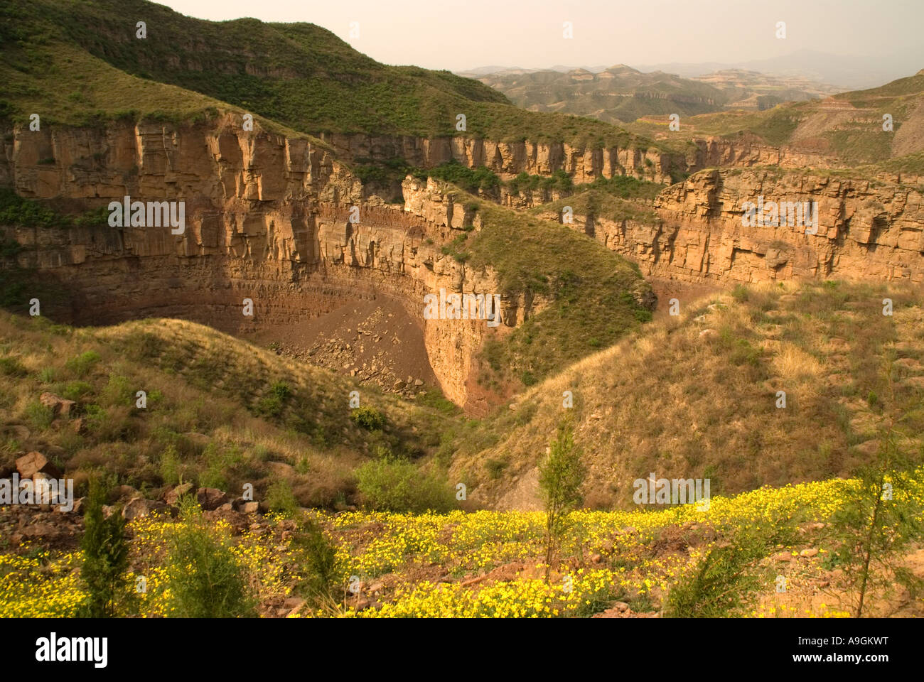 Yellow Welcome Spring flowers on loess plateau above gorge with stream tributary of Yellow River (Huanghe) in Shanxi province Stock Photo