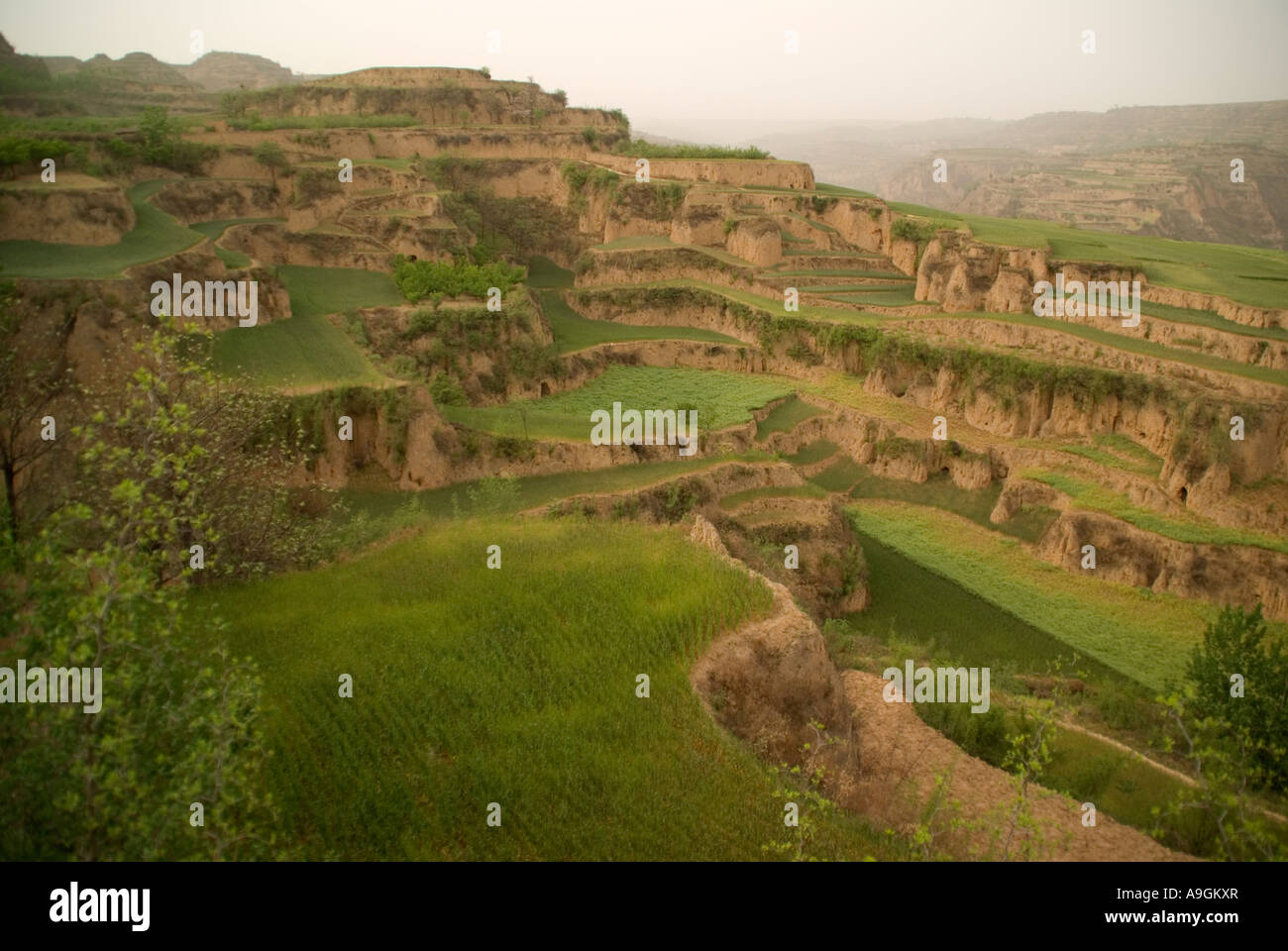 Eroded landscape of loess plateau with terraced farming near Yellow River (Huanghe) in Shanxi province Stock Photo