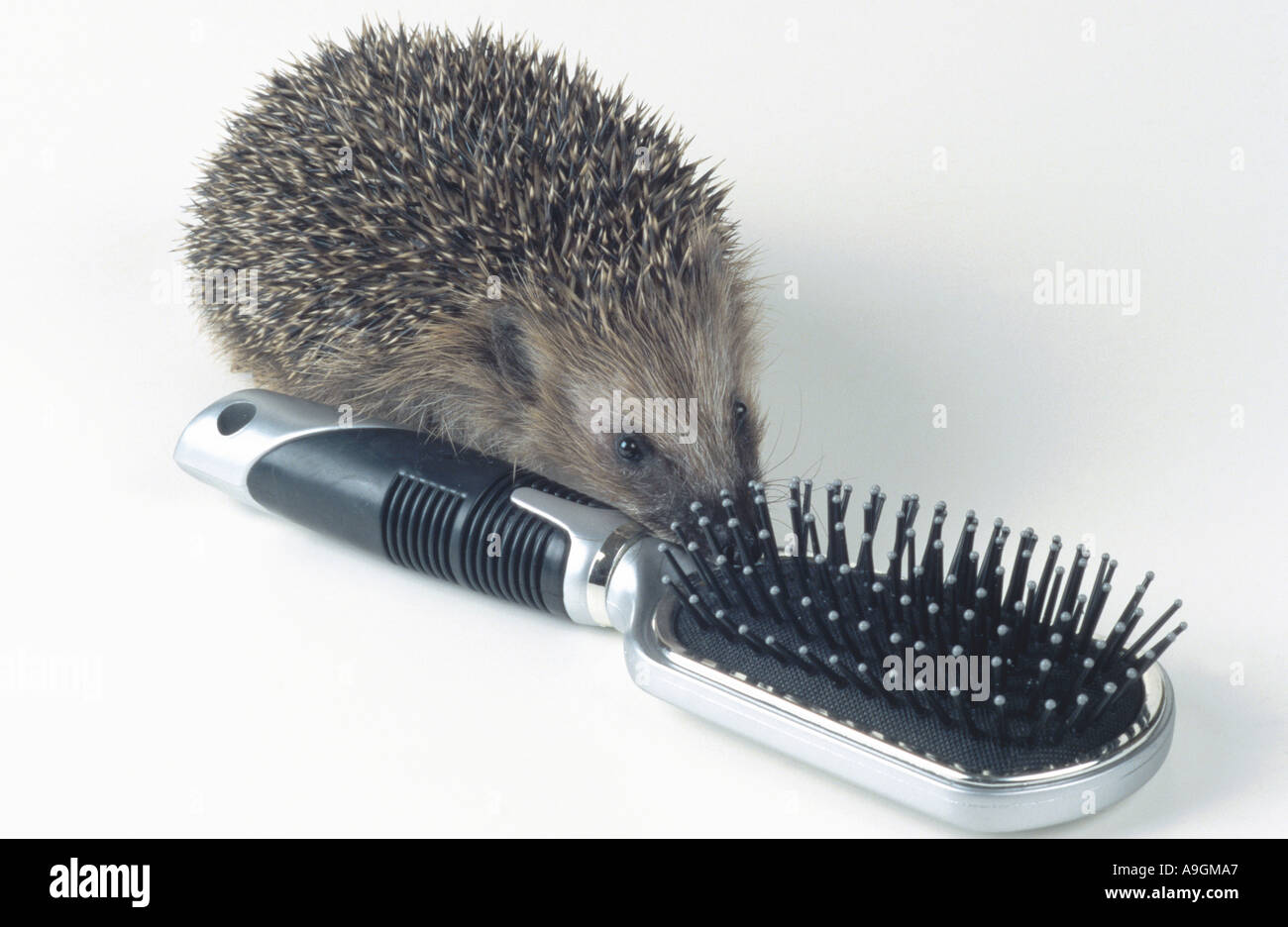 western hedgehog, European hedgehog (Erinaceus europaeus), young