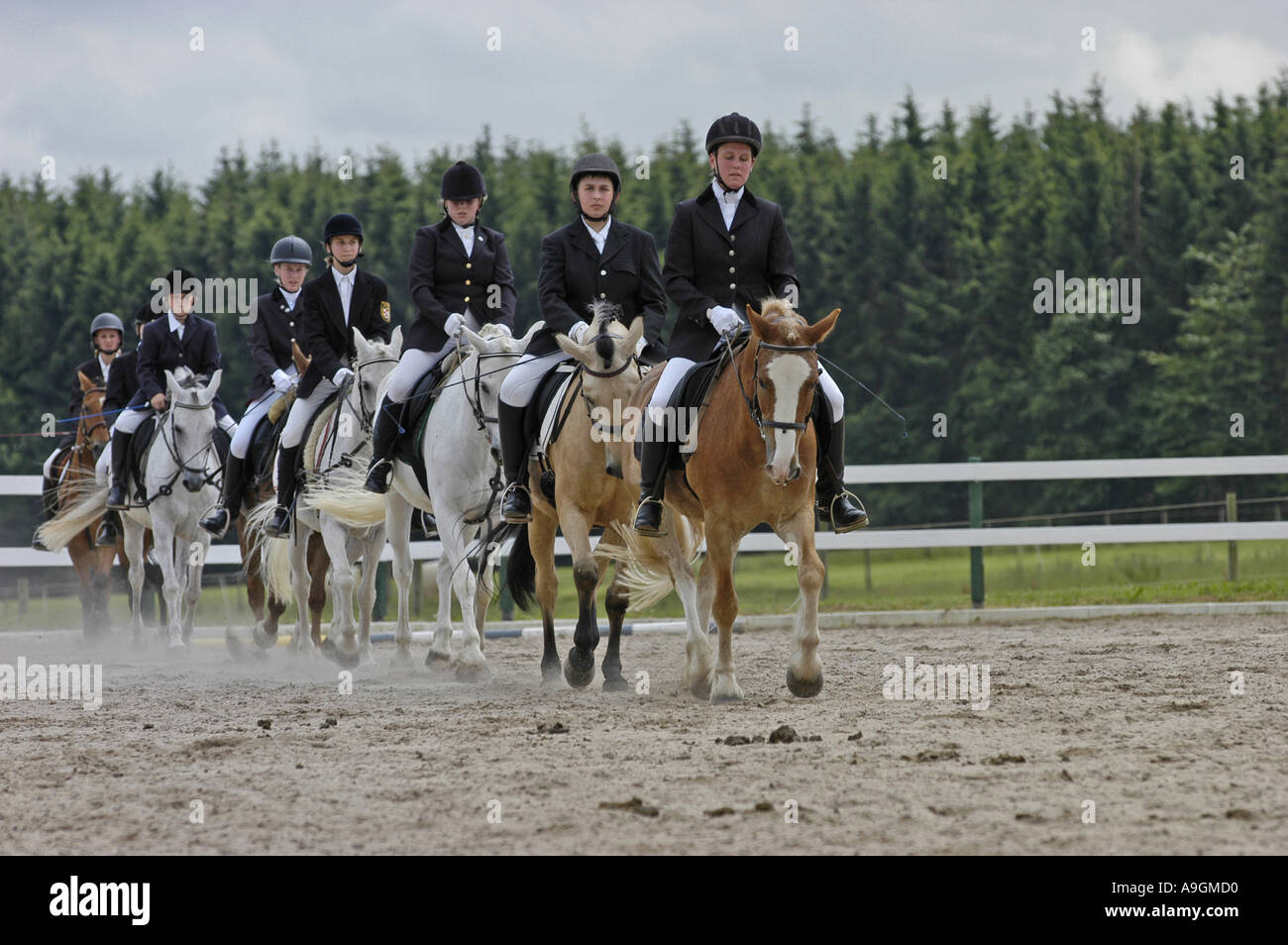 German Riding Pony Ranch German riding pony hi-res stock photography and images - Alamy