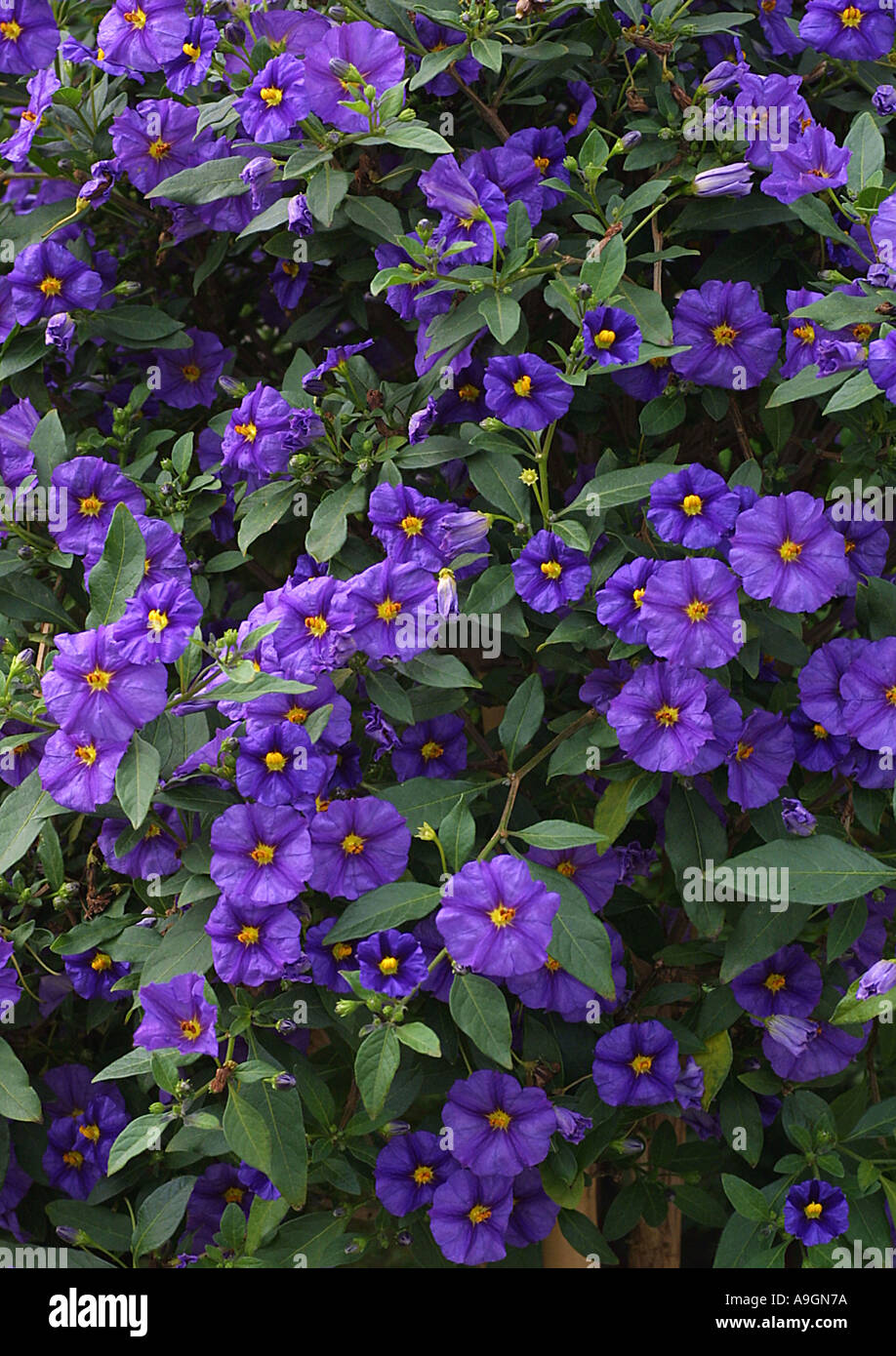 blue solanum shrub (Solanum Lycianthes