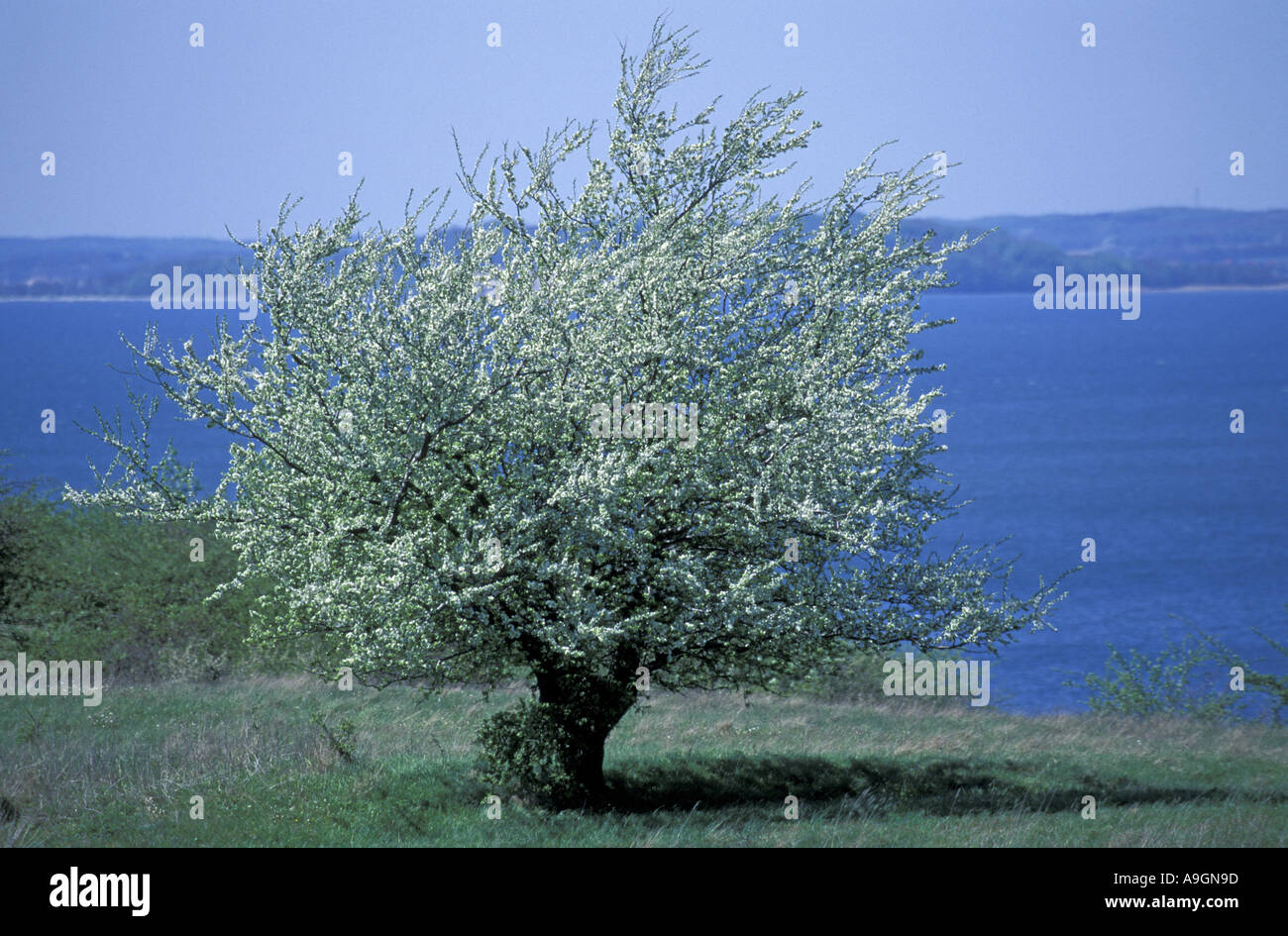 Cockspur Hawthorn High Resolution Stock Photography and Images - Alamy