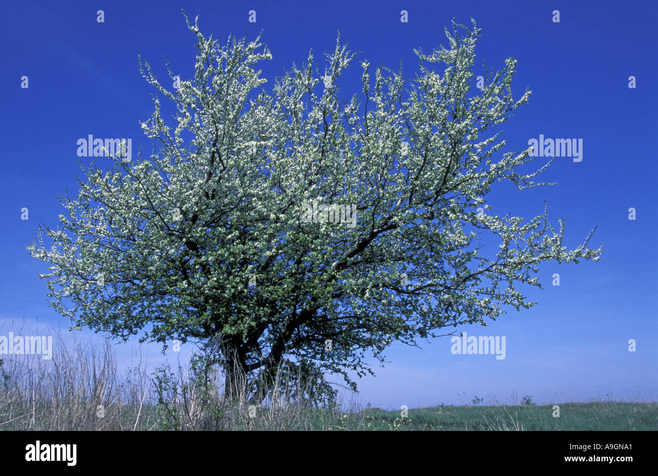 cockspur hawthorn (Crataegus crus-galli), blooming, Germany, Mecklenburg-Western Pomerania. Stock Photo