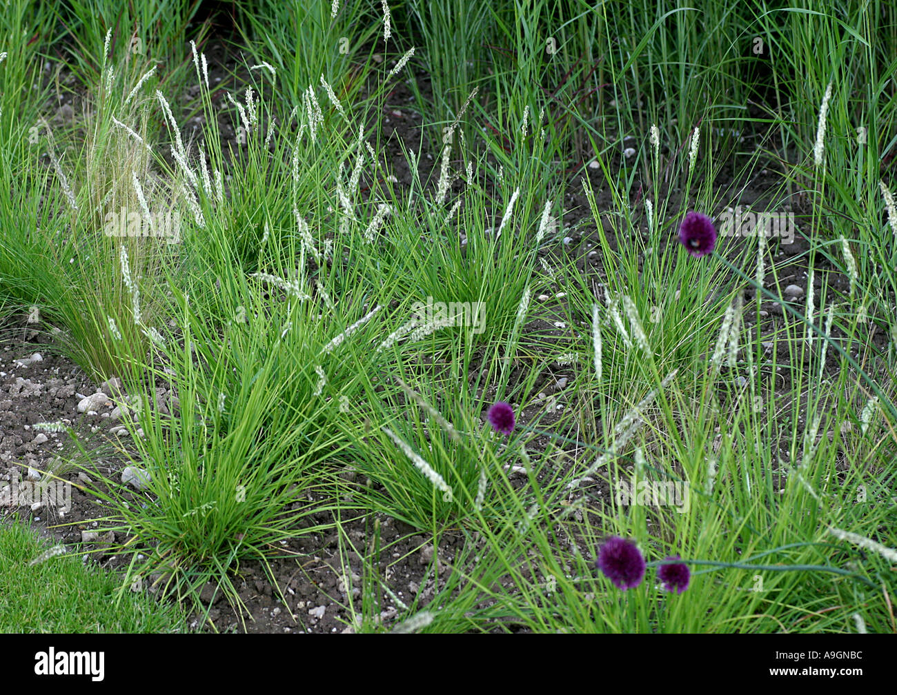 hairy melick (Melica ciliata), grasses Stock Photo