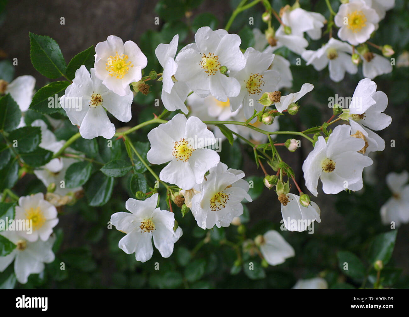 White Multiflora Rambler Japanese rose, multiflora rose, rambler rose (Rosa multiflora ...