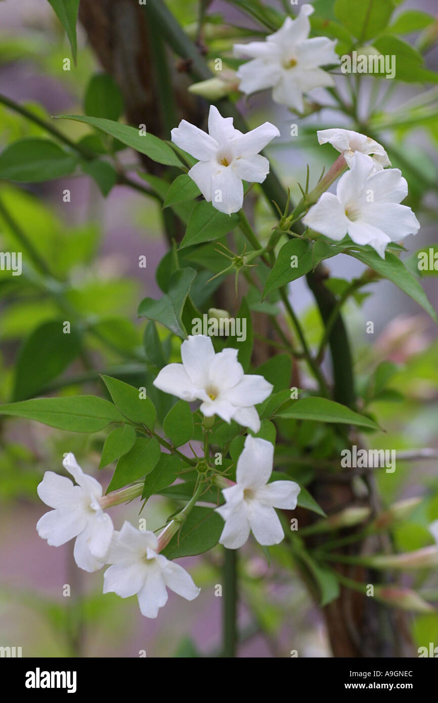 common white jasmine (Jasminum officinale), blooming Stock Photo