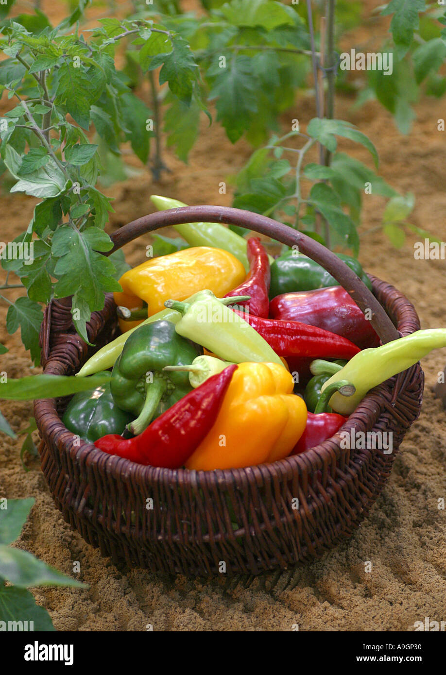 chili pepper, paprika (Capsicum annuum), green pepper in wickerbasket
