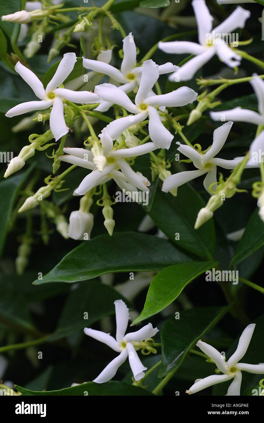 star jasmine (Trachelospermum jasminoides), blooming Stock Photo
