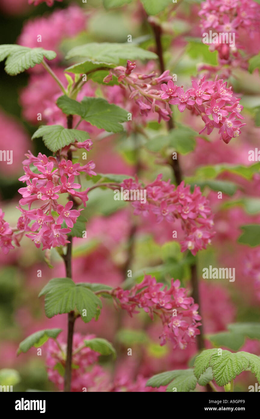 blood currant, red-flower currant, red-flowering currant (Ribes sanguineum), blooming shrub Stock Photo