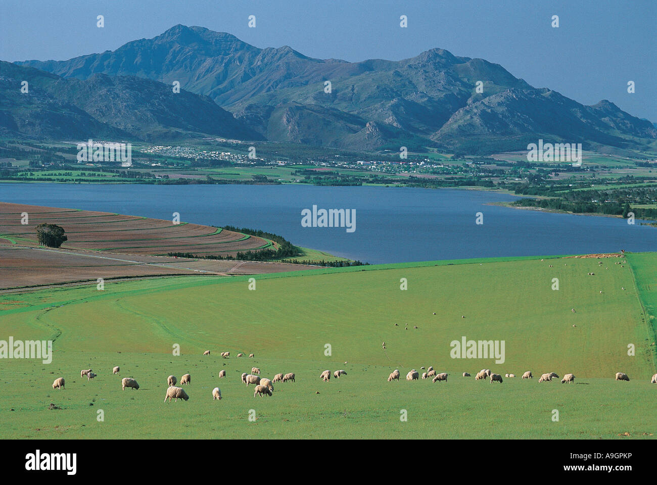 Sheep grazing and Wheat fields Villiersdorp Theewaterskloof Dam West Cape South Africa Stock Photo