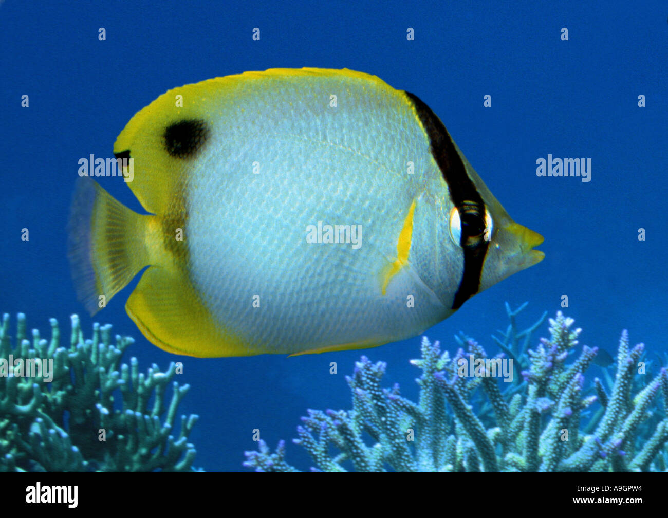 foureye butterflyfish (Chaetodon capistratus), Origin: Caribbean Stock Photo