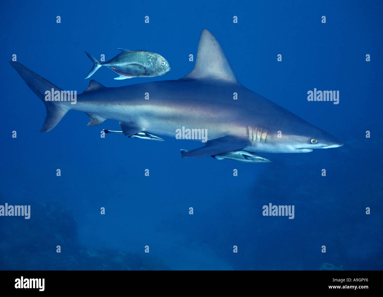Sandbar shark hi-res stock photography and images - Page 2 - Alamy