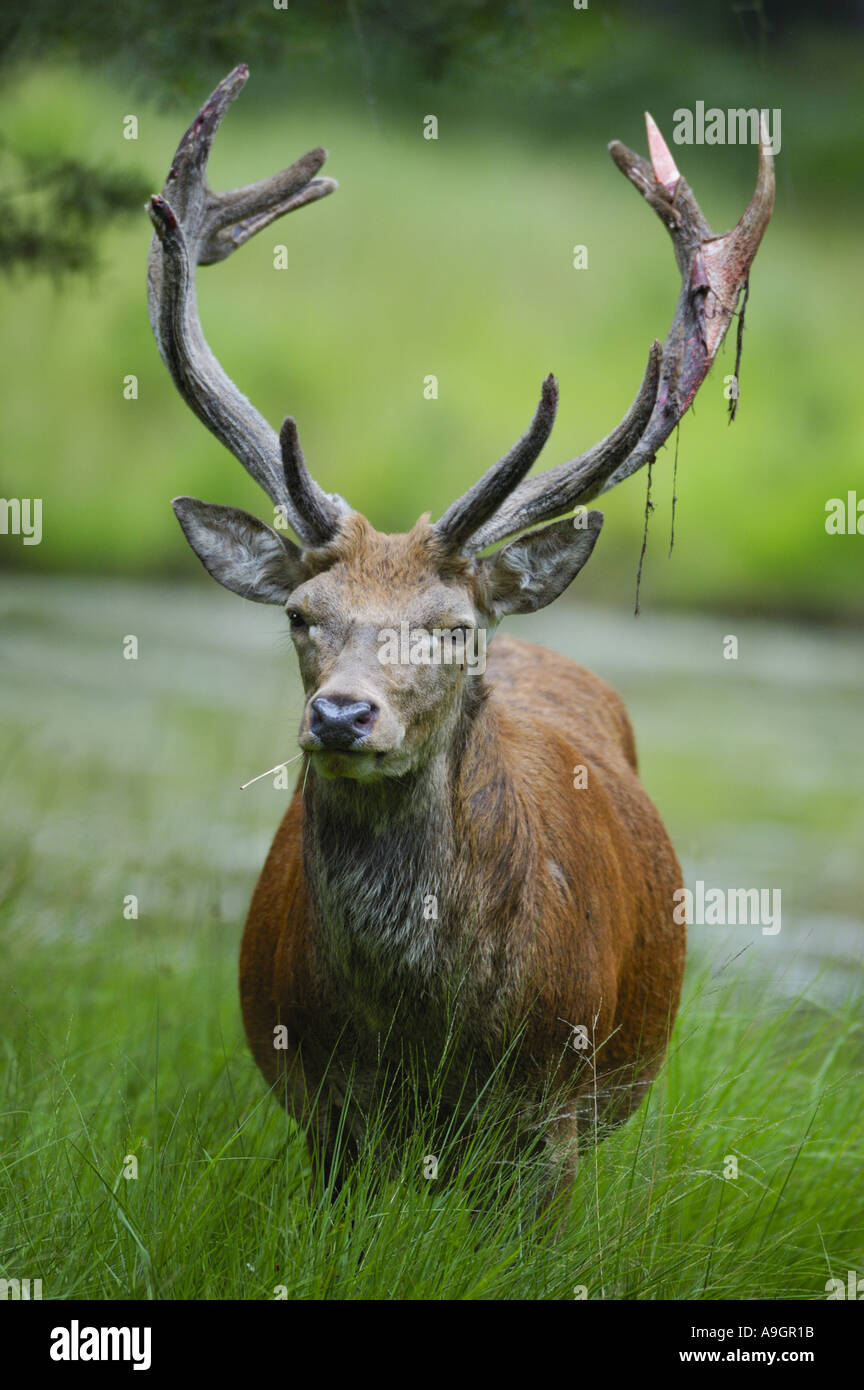 red deer (Cervus elaphus), stag with bast hanging down Stock Photo