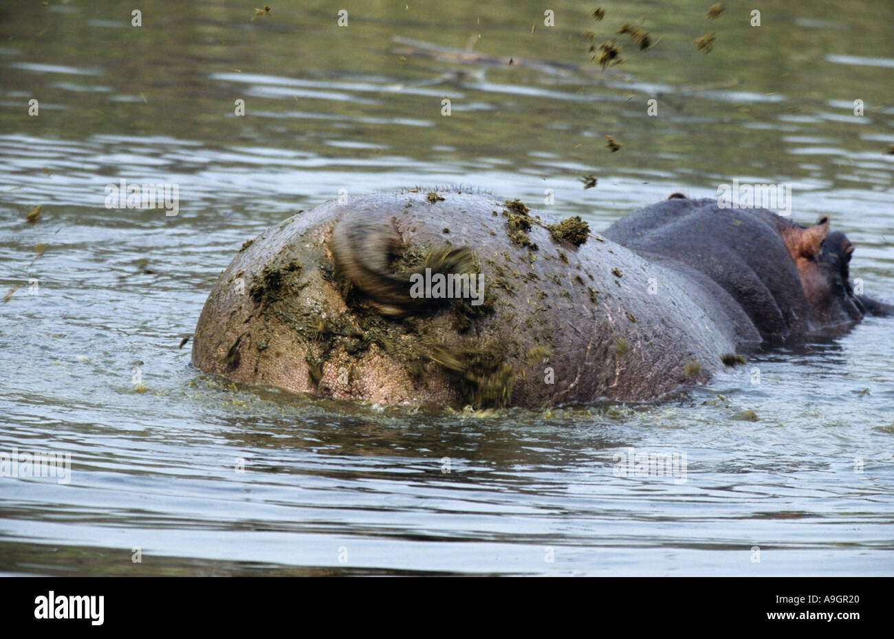 hippopotamus, hippo, Common hippopotamus (Hippopotamus amphibius Stock ...