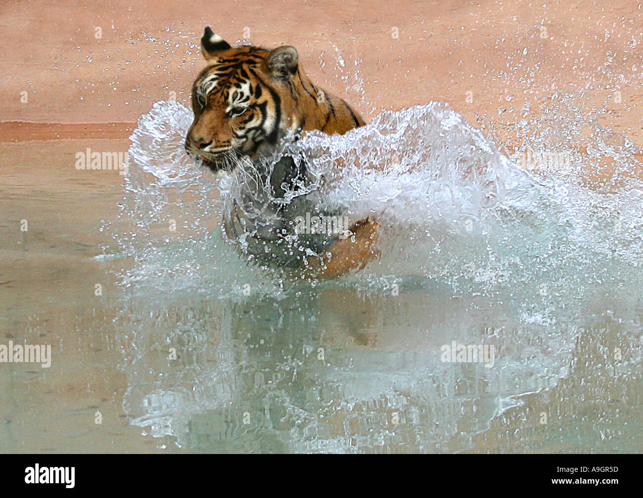 Bengal tiger (Panthera tigris tigris), jumping into water Stock Photo