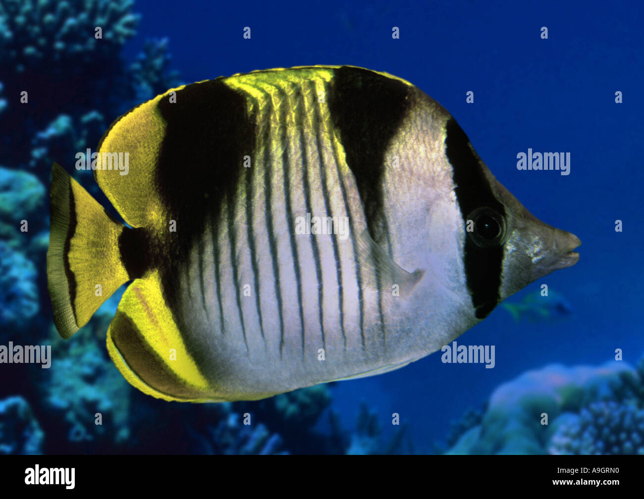 sickle butterflyfish, blackwedged butterflyfish (Chaetodon falcula), distribution: Indean Ocean Stock Photo