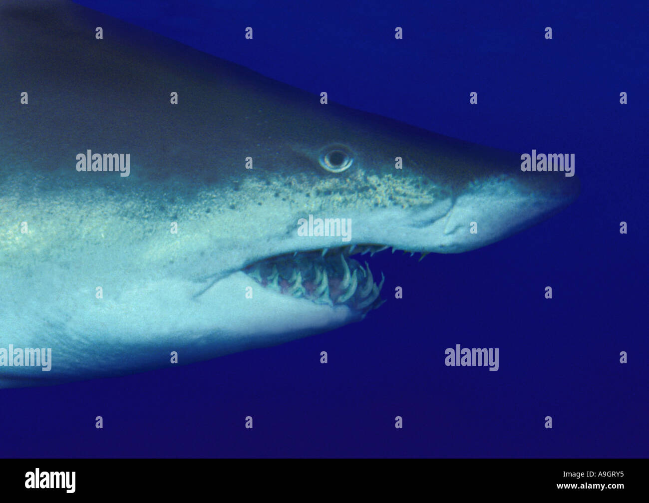 sand shark, sand tiger shark, sandtiger shark, gray nurse shark (Odontaspis taurus, Eugomphodus taurus  Carcharias taurus) Stock Photo