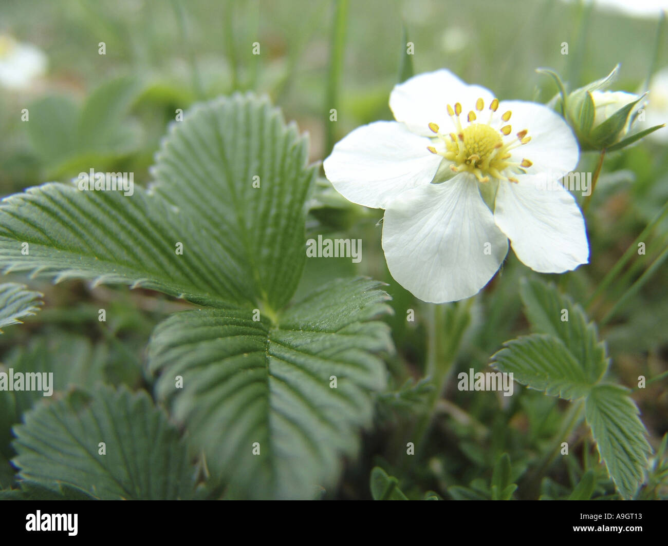 Lateral close up strawberry hi-res stock photography and images - Alamy