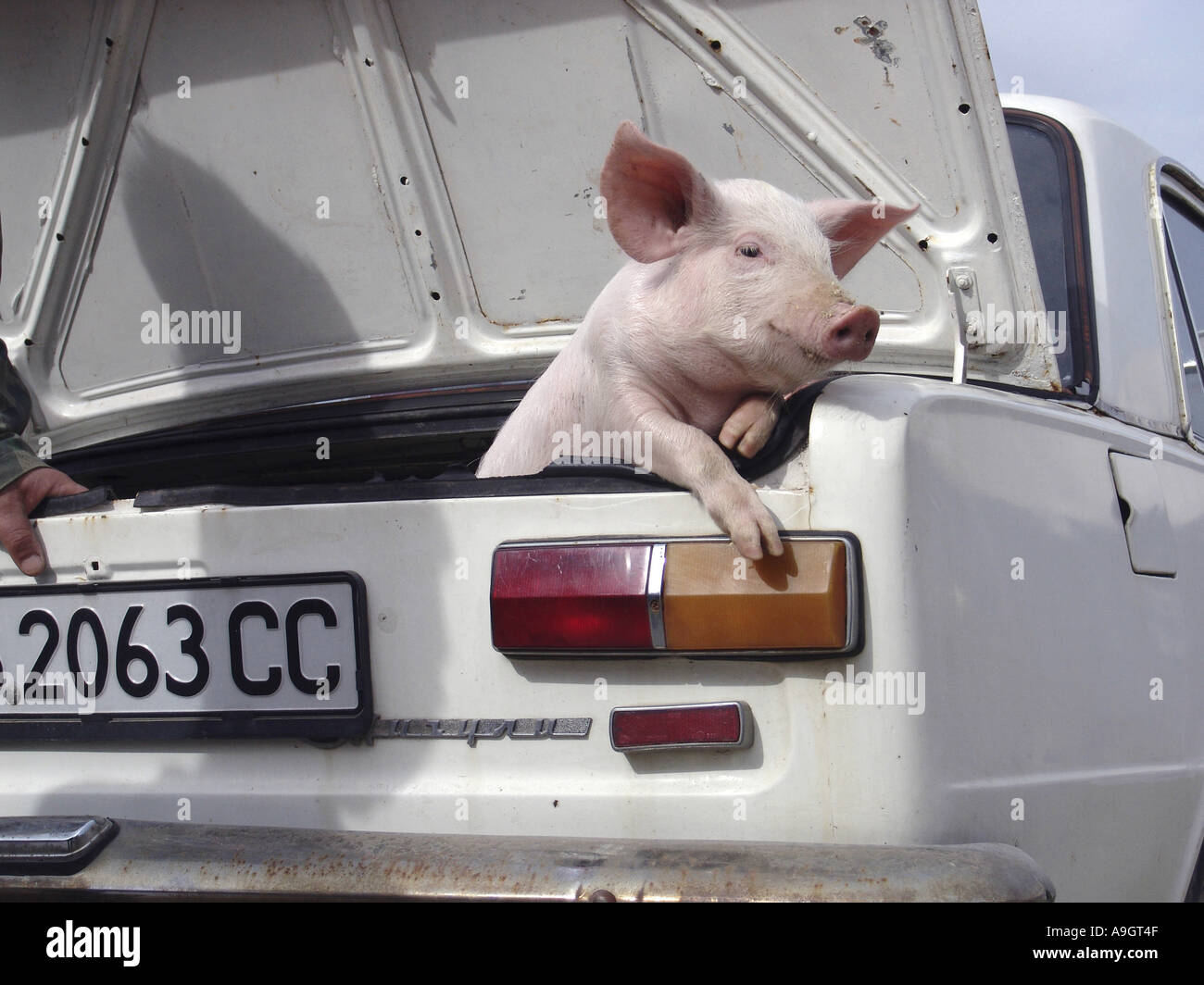 domestic pig (Sus scrofa f. domestica), piglet in car boot Stock Photo