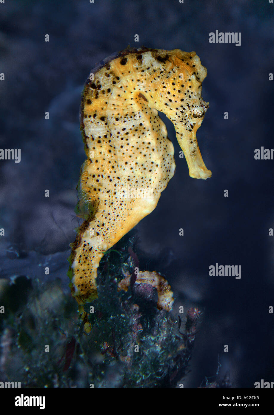 seahorse (Hippocampus spec.), distribution: Indopacific Stock Photo