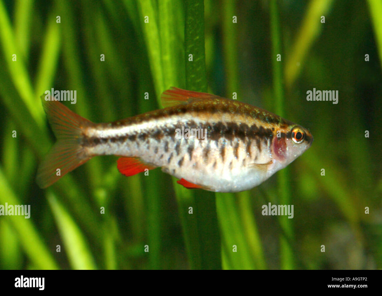 dwarf pencilfish (Nannostomus marginatus), distribution: tropical South America, rainforest rivers Stock Photo