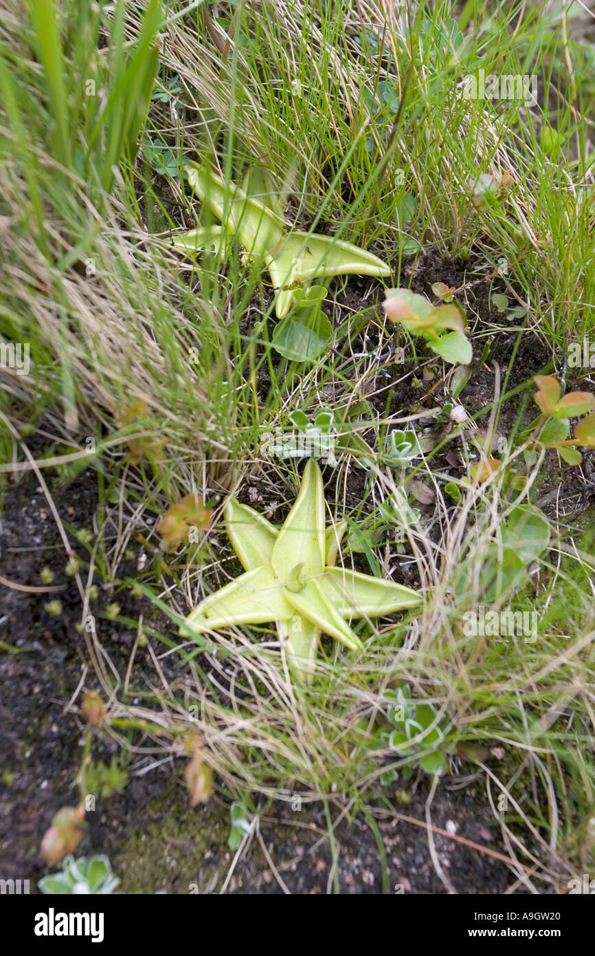 Common butterwort Pinguicula vulgaris Glen Etive Glencoe Scotland Stock Photo