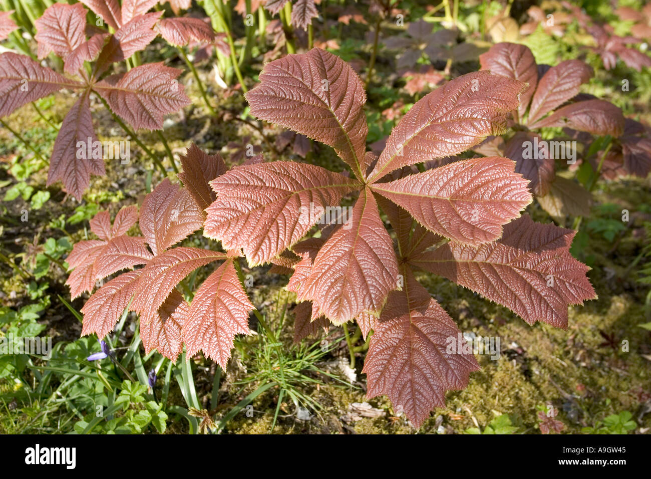 Typical dicotyledon leaves showing network of veins Isle of Skye Scotland Stock Photo