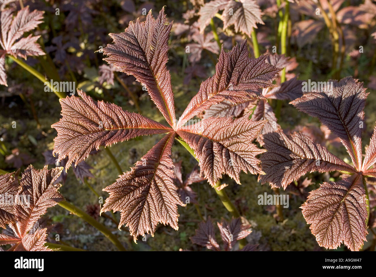 Typical dicotyledon leaf showing branching structure and network of veins Isle of Skye Scotland Stock Photo