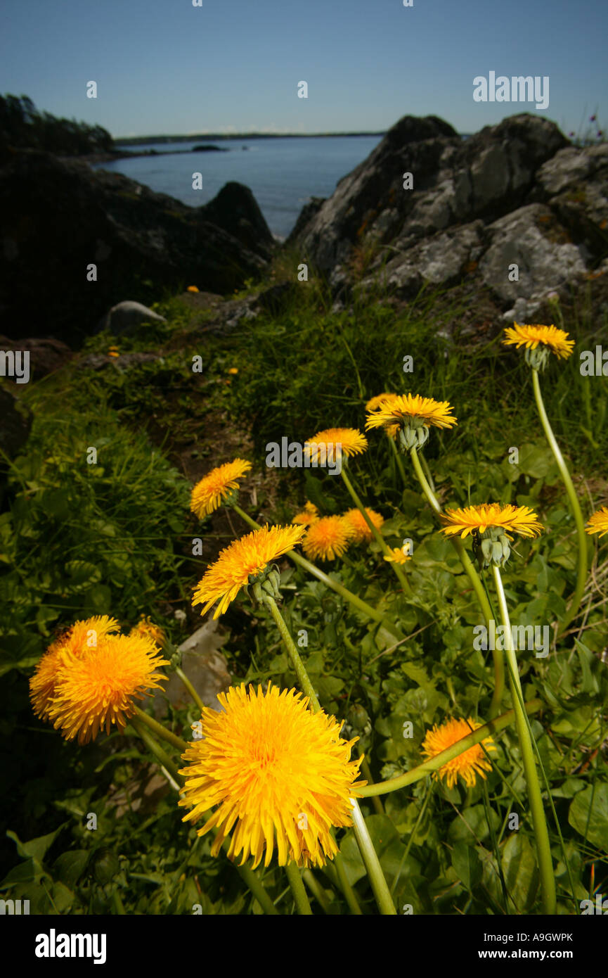 Dandelion scientific name taraxum officinale hires stock photography