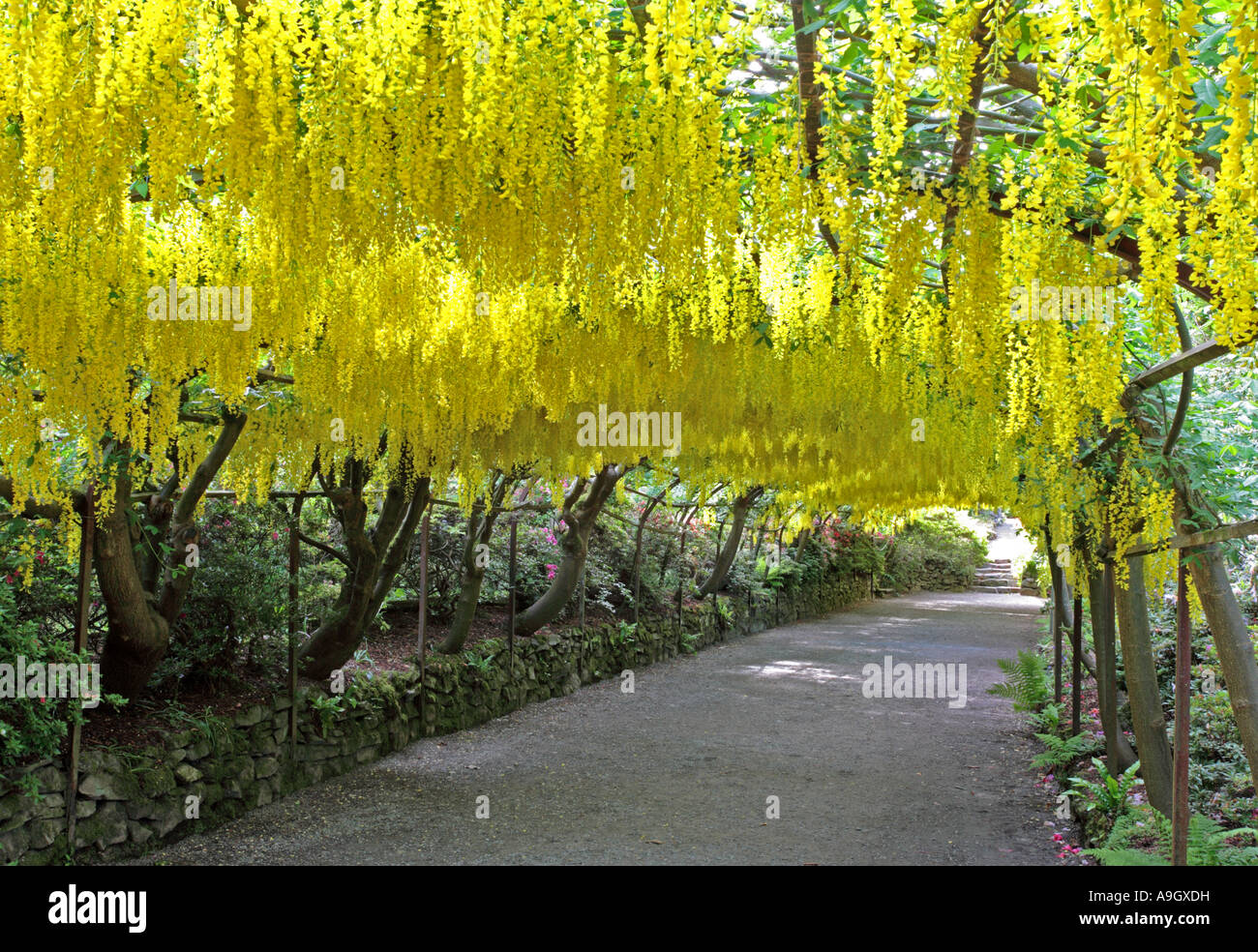Laburnum Arch, Bodnant Gardens Stock Photo Alamy