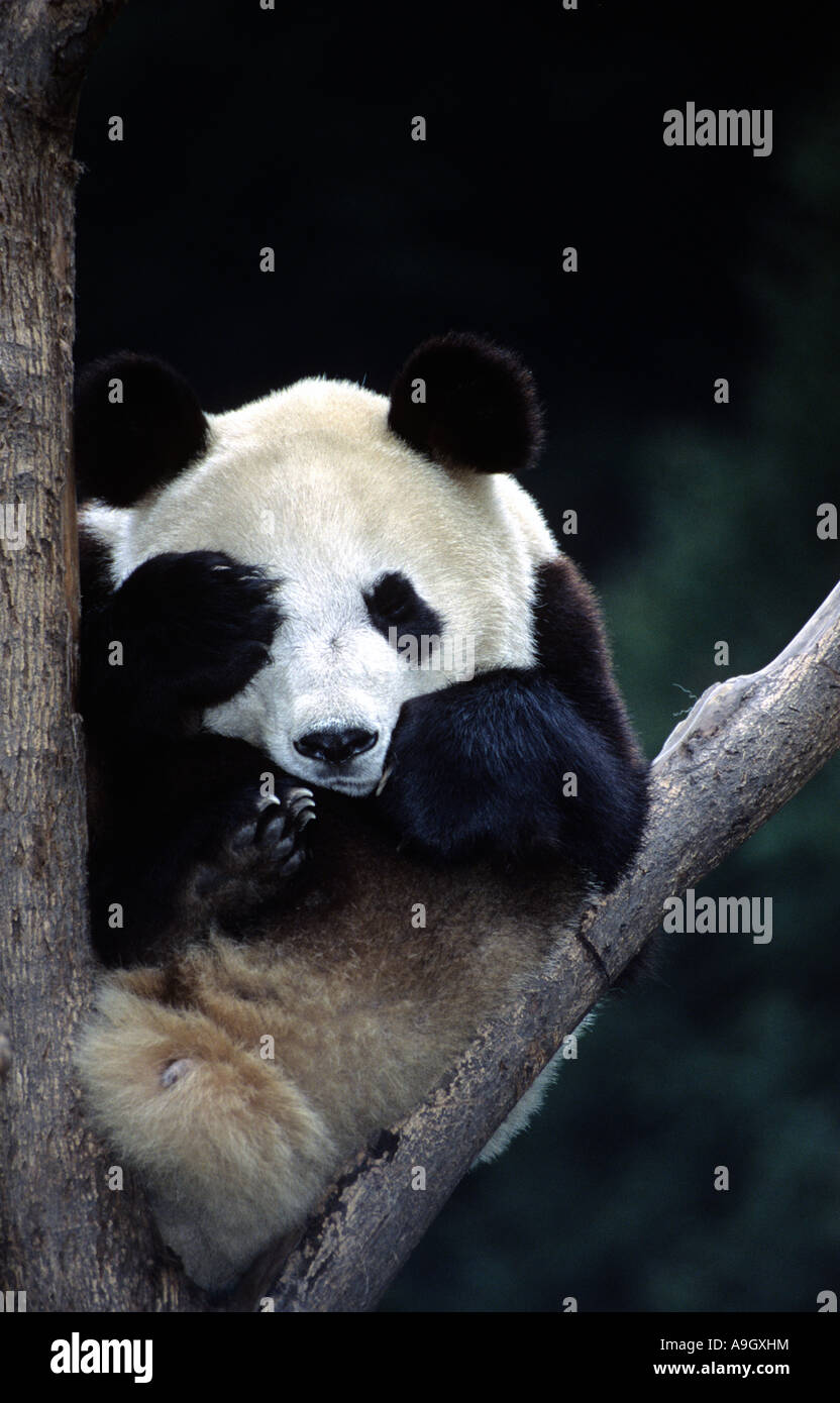 Giant panda covering eye as if shy at Wolong giant panda breeding centre,Sichuan,China Stock Photo