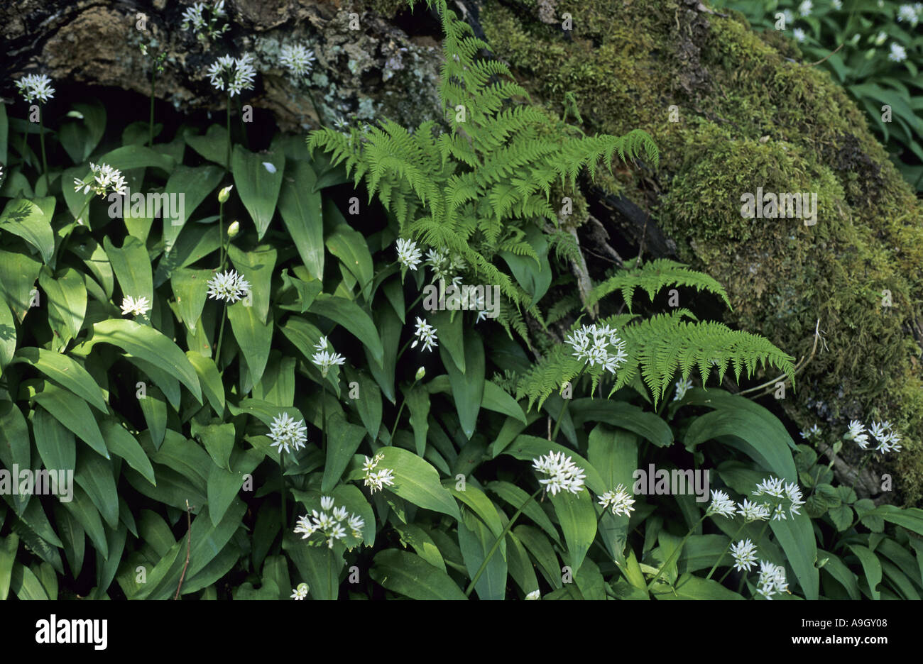 Ramsons wild garlic allium ursinum in flower in springtime UK Stock Photo