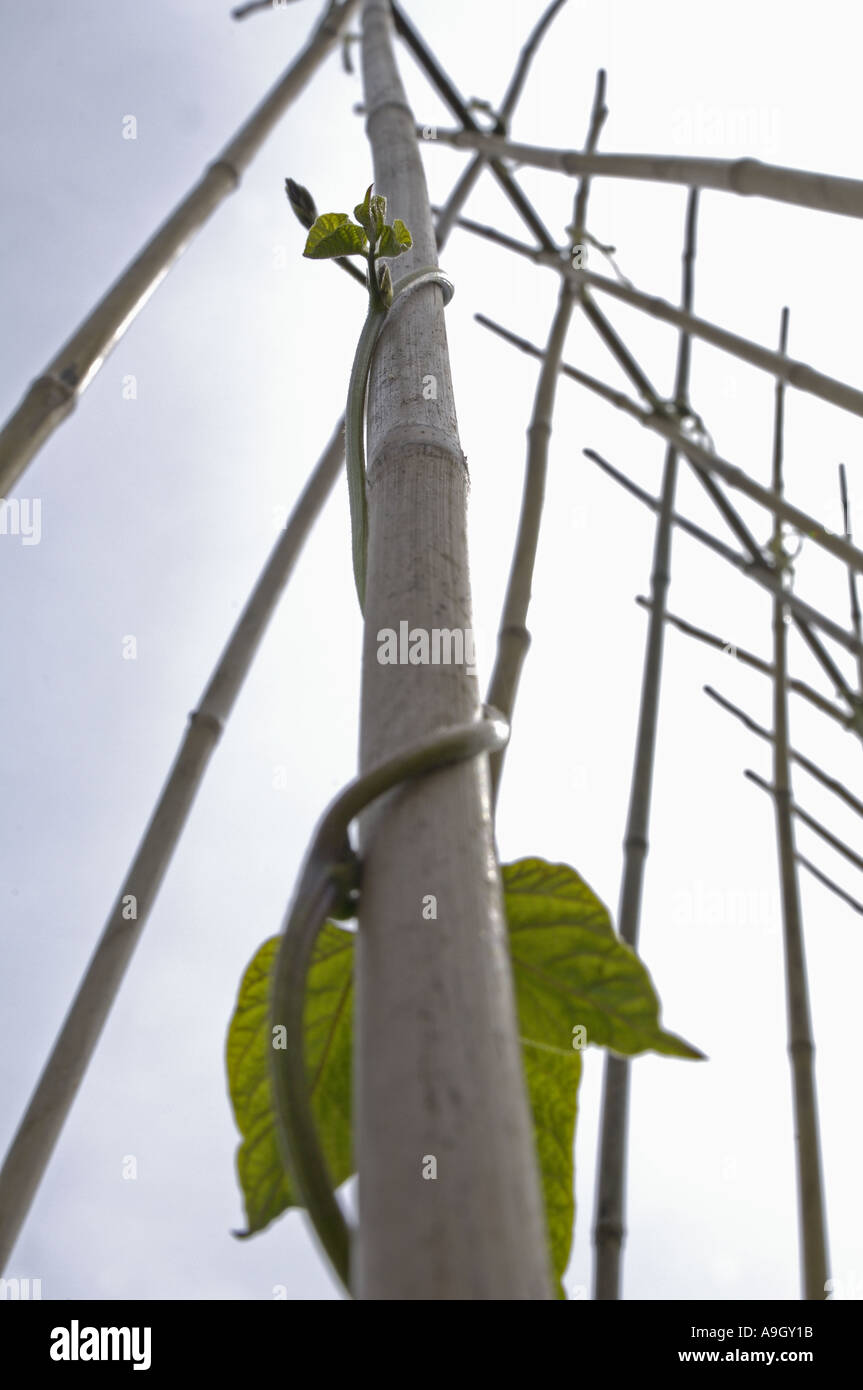 Runner bean climbing up cane UK June Stock Photo Alamy