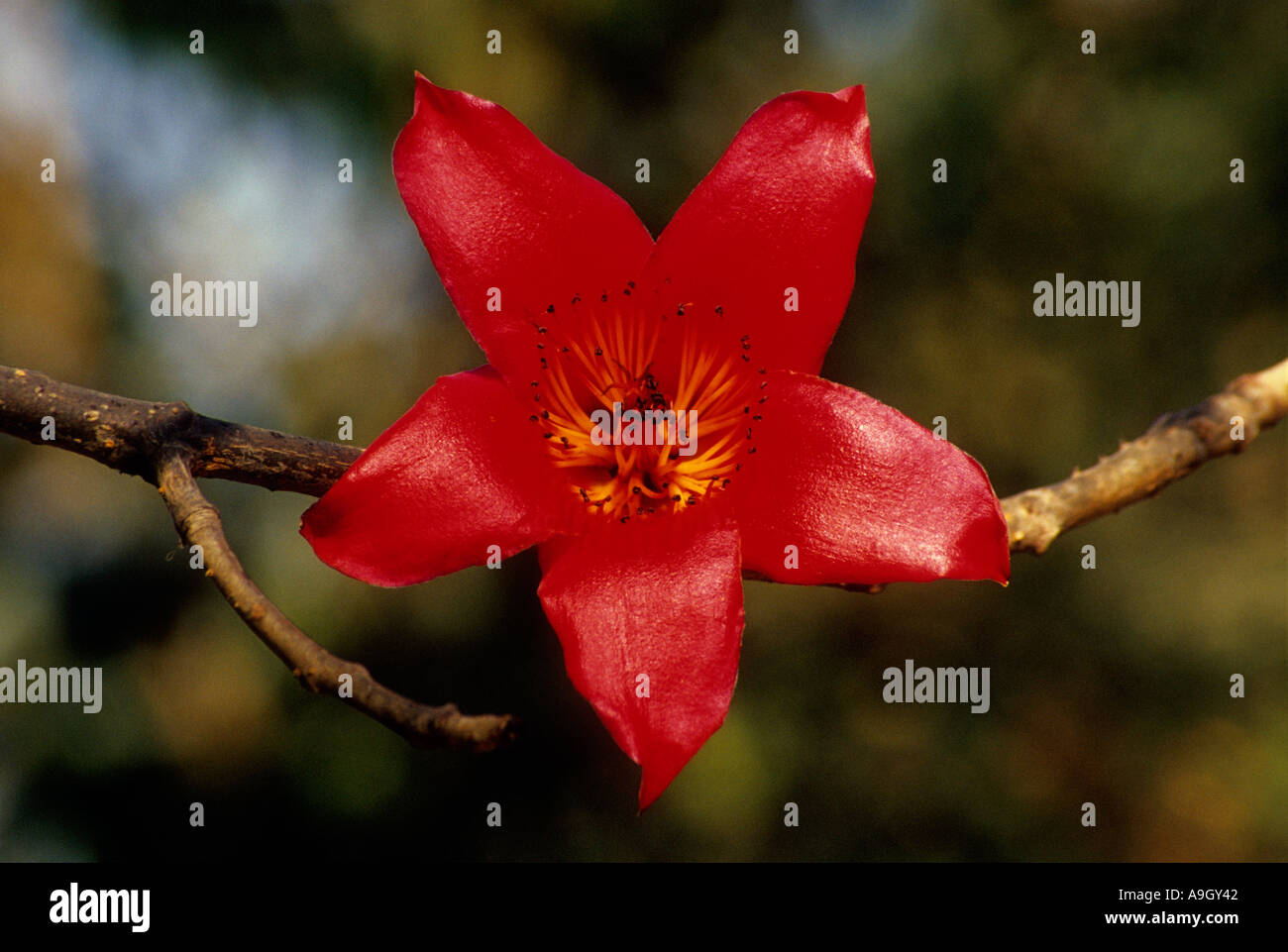 Flower Of Silk Cotton Tree Stock Photo Alamy