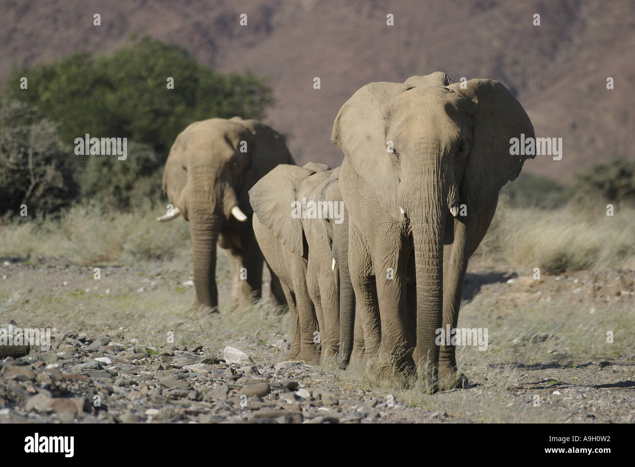 Desert-dwelling elephant, African elephant (Loxodonta africana africana), migrating herd, Germany Stock Photo