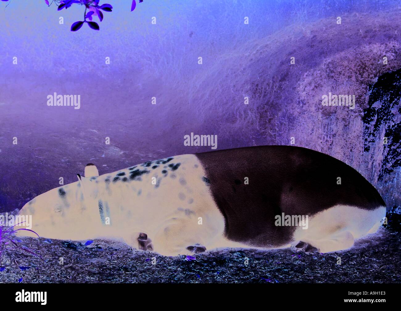 Animal dictionary hi-res stock photography and images - Alamy