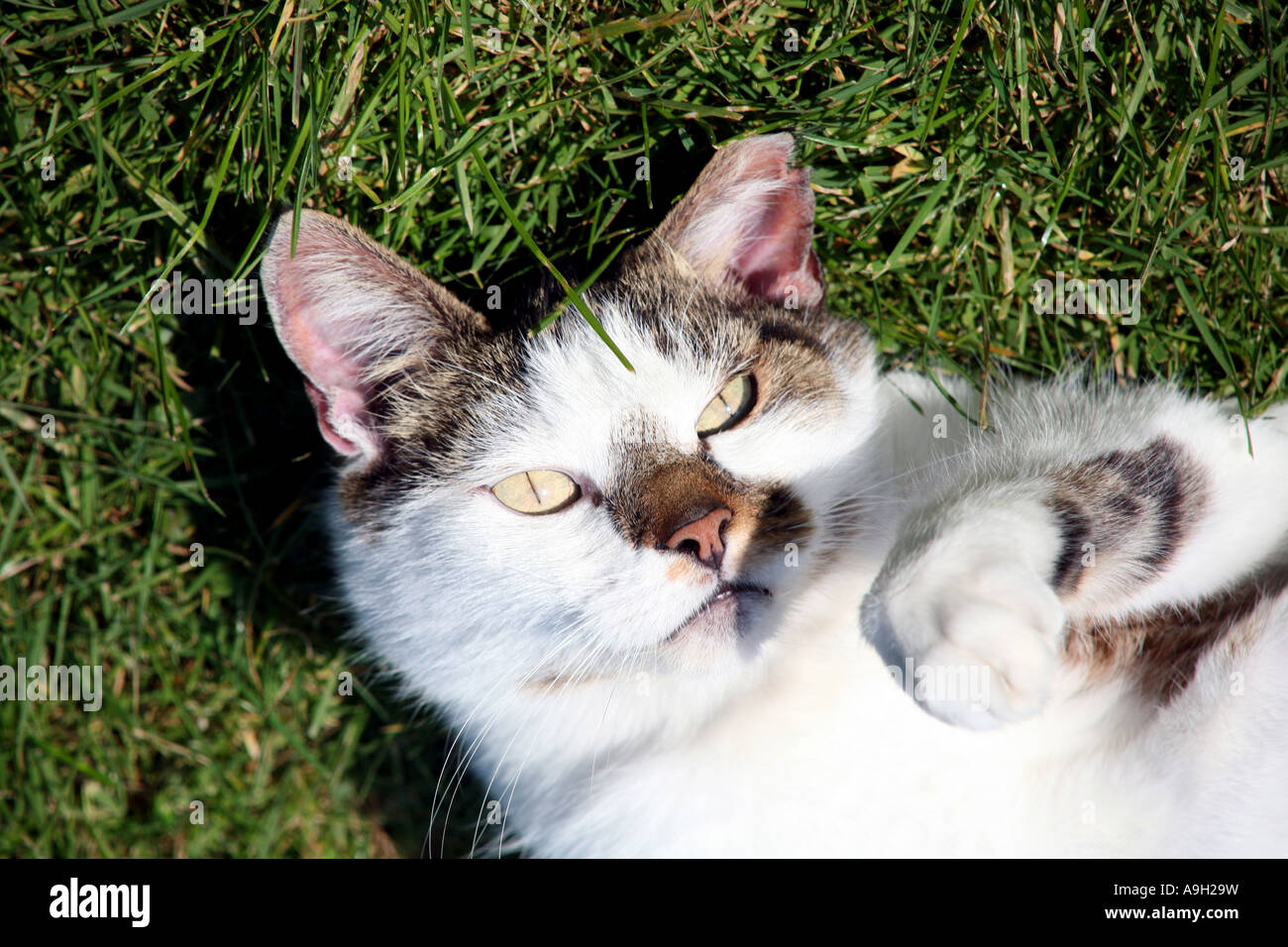 Tabby cat relaxes in sun on lawn Stock Photo - Alamy