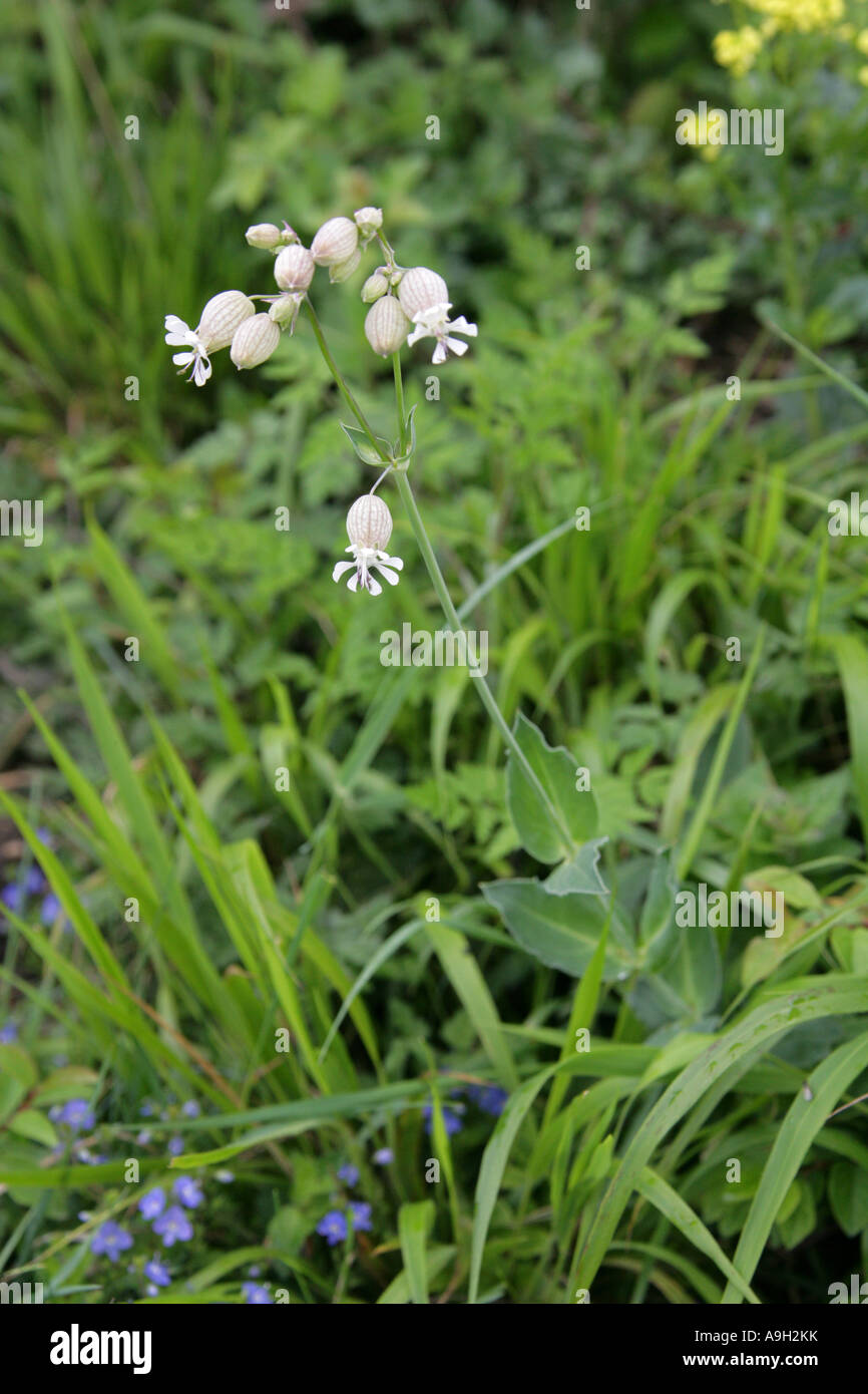 Bladder Campion, Silene vulgaris, Caryophyllaceae Stock Photo