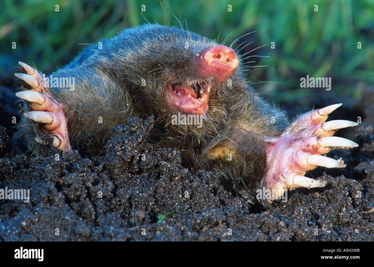 European Mole Talpa Europaea Portrait Mouth Opened Germany East Westphalia Bielefeld Stock Photo Alamy