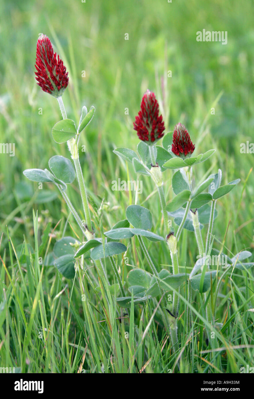 Crimson Clover, Trifolium incarnatum, Fabaceae (Leguminosae) Stock Photo