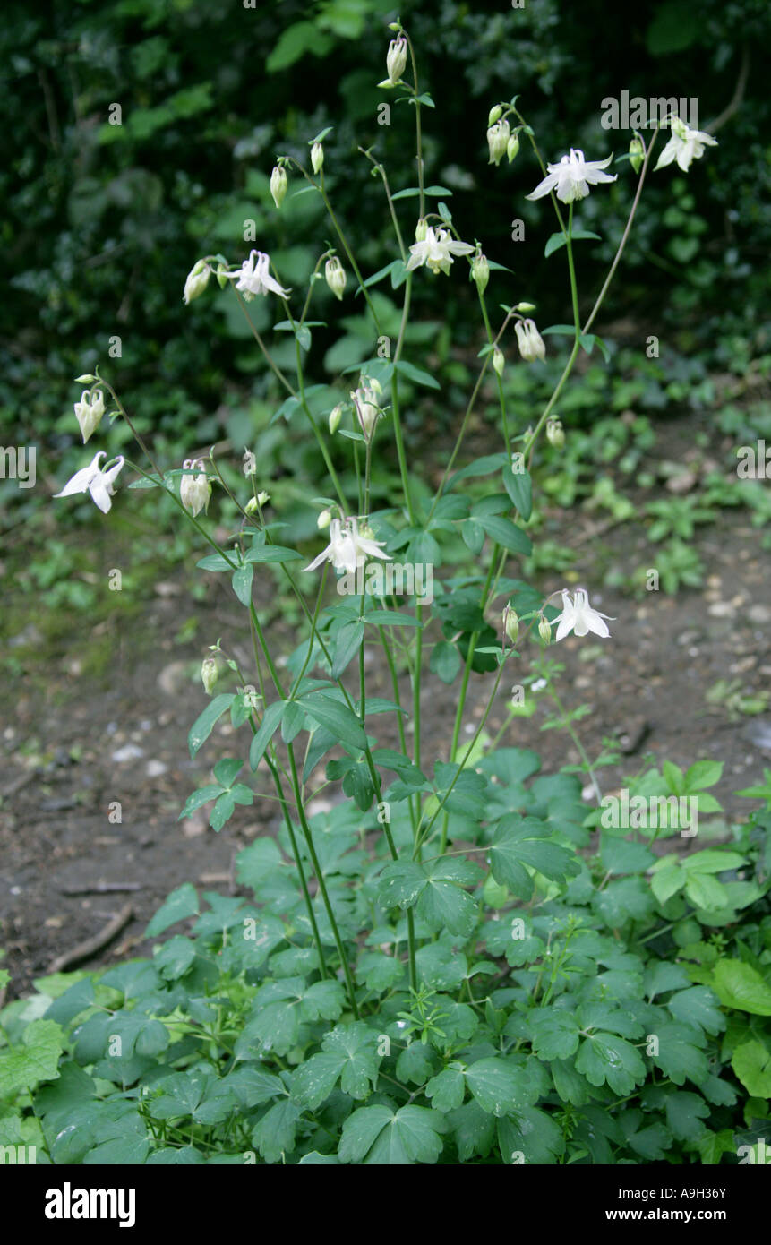 White Columbine, Aquilegia vulgaris var alba, Ranunculaceae Stock Photo