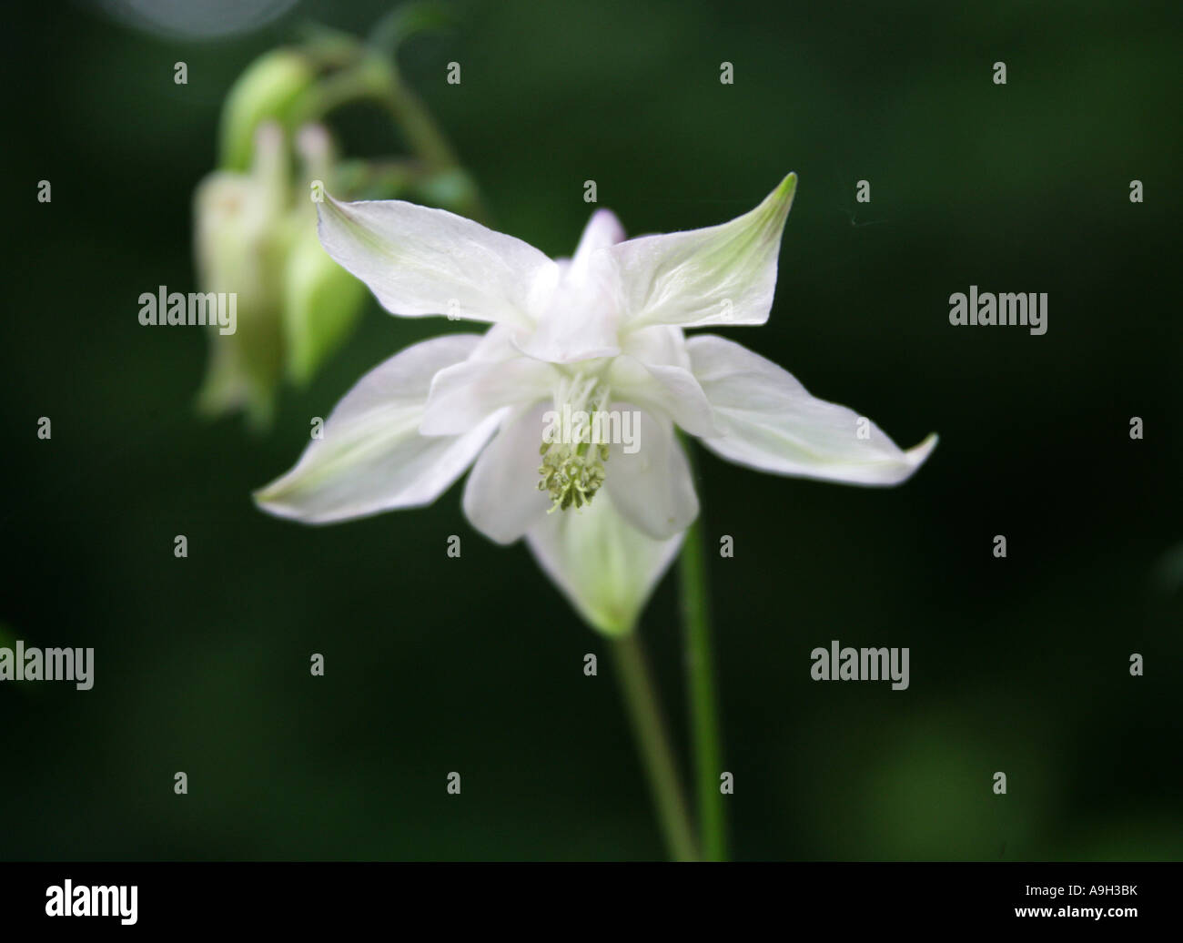 White Columbine, Aquilegia vulgaris var alba, Ranunculaceae Stock Photo