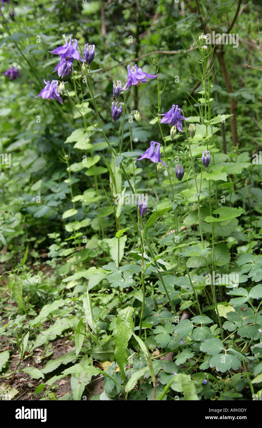 Columbine, Aquilegia vulgaris, Ranunculaceae Stock Photo