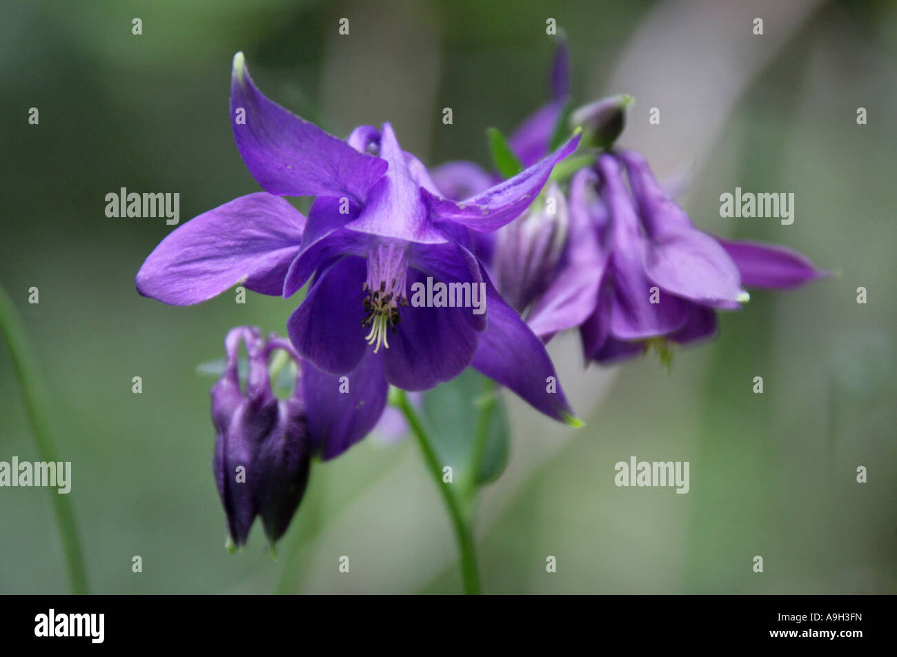Columbine, Aquilegia vulgaris, Ranunculaceae Stock Photo