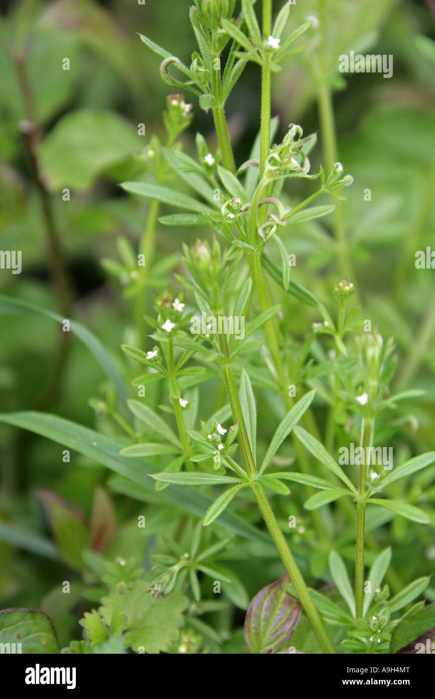 Cleavers goose grass galium aparine hires stock photography and images
