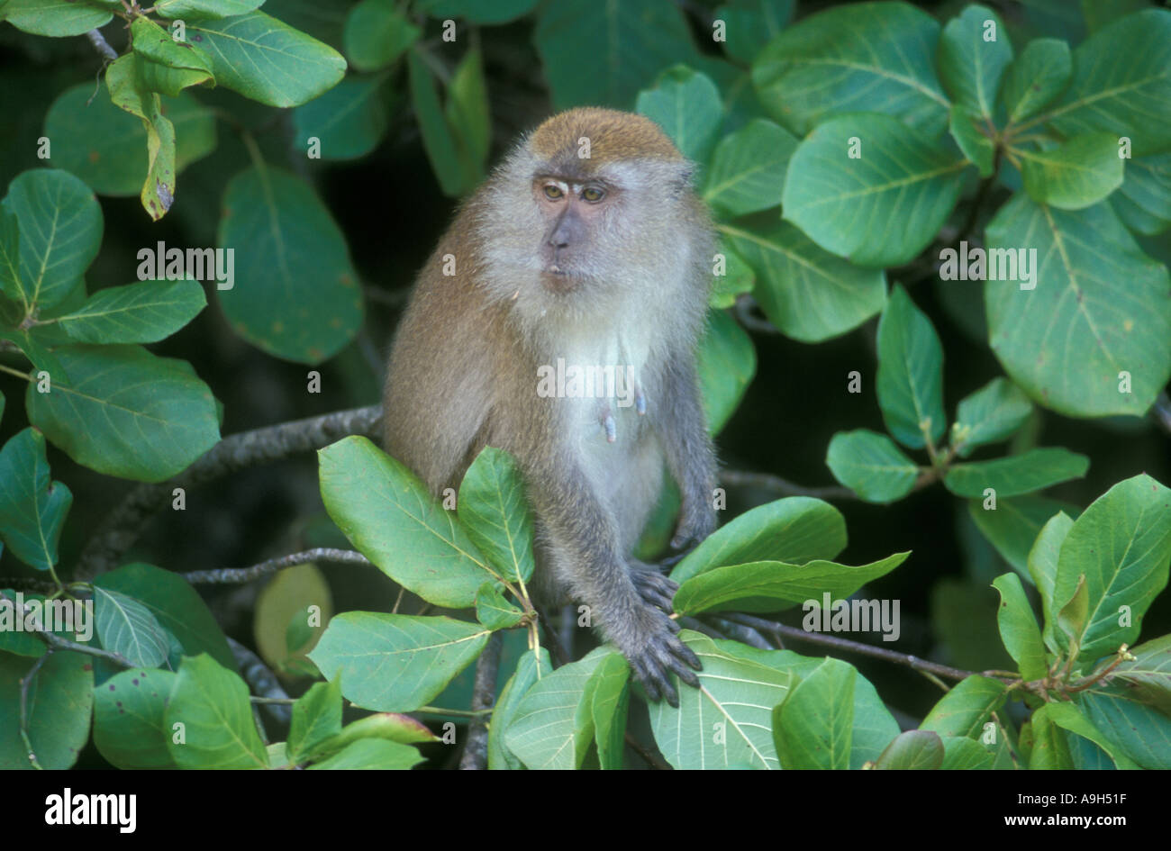 Monkey in the jungle Langkawi MALAYSIA Stock Photo Alamy