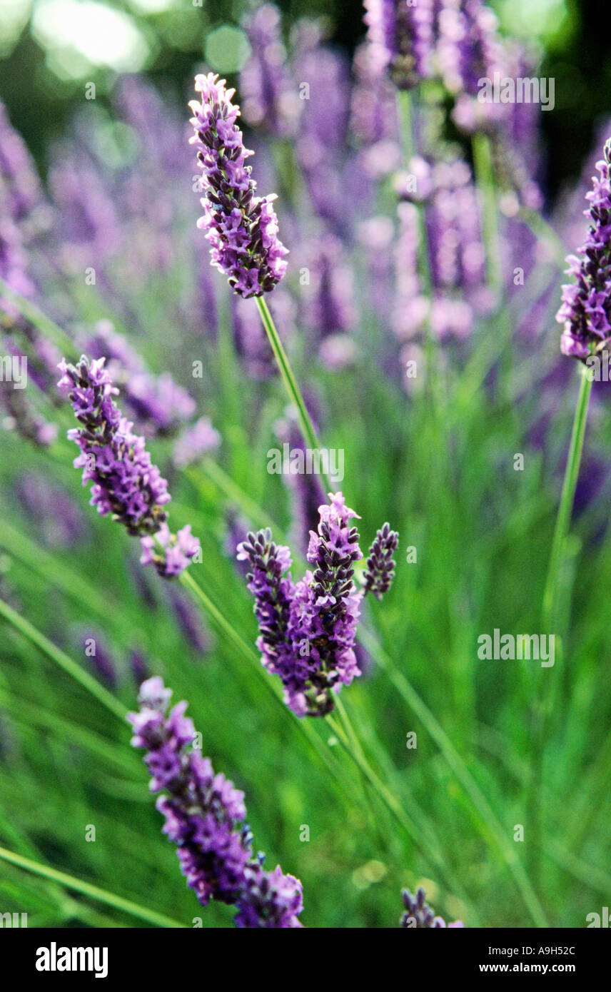 Lavender, Lavendula officinalis 'Grosso' flower spikes. Stock Photo